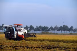 Thu hoạch lúa vụ Mùa. (Ảnh: Hoàng Nhị/TTXVN)