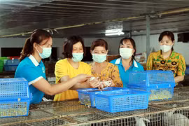 Thực hiện Đề án “Hỗ trợ phụ nữ khởi nghiệp” giai đoạn 2017-2025 của Chính phủ (Đề án 939), 5 năm qua, các cấp Hội phụ nữ tỉnh Nam Định đã tổ chức đào tạo 304 lớp cho trên 10.600 người (trong đó, hơn 9.000 lao động có việc làm sau đào tạo), đạt 86%. (Ảnh: