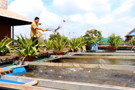 Mỗi năm, nông dân Lý Văn Bon đưa ra thị trường hàng trăm tấn chả cá thác lác cườm. Các bè còn là điểm du lịch thu hút hàng nghìn lượt khách tham quan mỗi năm. (Ảnh: Thu Hiền/TTXVN)