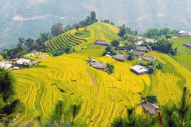 Những thửa ruộng bậc thang vào mùa lúa chín. (Nguồn: TTXVN)
