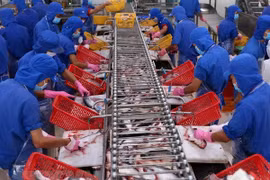 Chế biến cá tra xuất khẩu. (Nguồn: TTXVN)