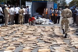 Nhân viên Cục bảo vệ động vật hoang dã Kenya kiểm tra số ngà voi tịch thu. (Nguồn: AFP/TTXVN)
