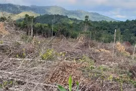 Diện tích rừng bị tàn phá tại khoảnh 3, Tiểu khu 1396, xã Chư Drăng, huyện Krông Pa. (Ảnh: Hồng Điệp/TTXVN)