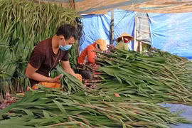 Nhân công phân loại và đóng gói hoa tại một vựa hoa ở xã Hiệp An (Đức Trọng) để chuẩn bị chở đi tiêu thụ tại các tỉnh, thành trong nước. (Ảnh: Nguyễn Dũng/TTXVN)