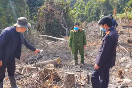 Lực lượng chức năng khám nghiệm hiện trường vụ phá rừng. (Nguồn: baolamdong.vn)