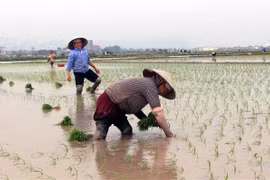 Thời tiết đang rất thuận lợi cho bà con gieo cấy lúa Xuân 2021. (Ảnh: Nguyễn Chinh/TTXVN)