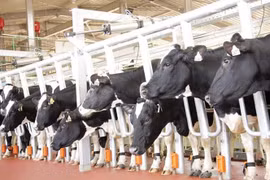 (Nguồn: thmilk.vn)