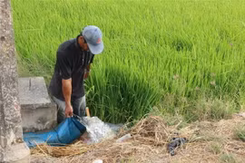 Người dân bơm nước chống hạn cho lúa. (Ảnh minh họa. Nguồn: TTXVN)