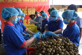 Đại diện lãnh đạo Sở Nông nghiệp và Phát triển Nông thôn Hải Dương và thành phố Chí Linh chứng kiến việc thu hái và sơ chế nhãn xuất khẩu. (Ảnh: Mạnh Minh/TTXVN)