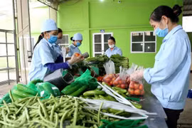 (Ảnh minh họa: Vũ Sinh/TTXVN)