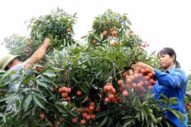 Vải thiều xuất khẩu sang Nhật: Mở đường cho các loại trái cây khác