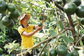 Diện tích và sản lượng bơ 034 tăng nhanh trong các năm gần đây, trong khi thị trường tiêu thụ chưa ổn định. (Nguồn: Báo Lâm Đồng)