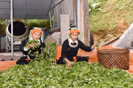 Người Dao xã Cao Bồ (Vị Xuyên, Hà Giang) tìm được hướng thoát nghèo từ cây chè cổ thụ. (Ảnh: Thang Giang/Vietnam+) 
