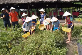 Du khách các nước châu Âu, Australia, Hong Kong, Singapore... rất thích tới Làng rau sạch học làm nông dân. (Nguồn: Báo Ảnh Việt Nam)