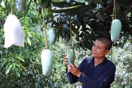 Xoài là loại trái cây thứ sáu của Việt Nam xuất khẩu vào thị trường Mỹ. (Ảnh minh họa: TTXVN)