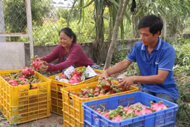 Ảnh minh họa. (Nguồn: TTXVN)