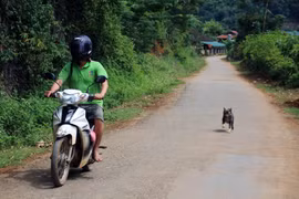 Thói quen thả rông, không rọ mõm cho chó, mèo ở nơi công cộng cùng với việc chuyển giao thời tiết nắng nóng là nguy cơ tiềm ẩn gây bùng phát bệnh, dịch dại. (Ảnh: Diệp Anh/TTXVN)