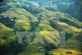 Vẻ đẹp của ruộng bậc thang ở Lào Cai. (Nguồn: TTXVN)