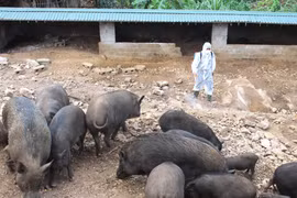 Rắc vôi bột tiêu độc, khử trùng chuồng trại, ngăn chặn dịch bệnh. (Ảnh: TTXVN)