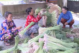 Tiền Giang: Cấp chứng nhận nhãn hiệu tập thể cho cây sả Tân Phú Đông