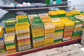 Lực lượng chức năng lập biên bản xử lý vụ vận chuyển trái phép 35.000 con vịt giống từ Trung Quốc về Việt Nam tiêu thụ. (Ảnh: TTXVN)