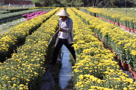 Năm nay thời tiết thuận lợi, hoa sinh trưởng và phát triển tốt, nở đúng Tết, màu sắc đẹp. (Ảnh: Hữu Chí/TTXVN)