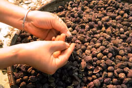 Phơi quả sa nhân. (Ảnh minh họa: Quang Quyết/TTXVN)