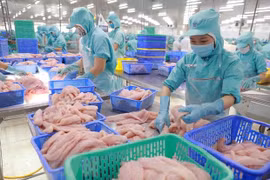 Giá trị xuất khẩu của sản phẩm cá tra trong quý 1 năm nay đã tăng 82% so với cùng kỳ năm ngoái. (Ảnh minh họa: Vũ Sinh/TTXVN)