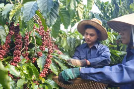 Càphê là sản phẩm tăng nhiều nhất cả về khối lượng và giá trị xuất khẩu trong 6 tháng đầu năm. (Ảnh minh họa: TTXVN)