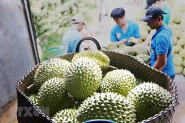 Nghị định thư quy định cụ thể về quản lý vùng trồng, đóng vói và chế biến, kiểm tra và kiểm dịch khi Trung Quốc nhập khẩu. (Ảnh minh hoạ: Nam Thái/TTXVN)