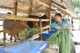 Nguồn vốn tín dụng chính sách giúp người nghèo, dân tộc thiểu số phát triển sản xuất. (Ảnh: Nguyên Dung/TTXVN)