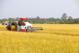 Nông dân các huyện Long Phú (Trần Đề, Sóc Trăng) thu hoạch lúa Đông Xuân chính vụ. (Ảnh: Tuấn Phi/TTXVN)