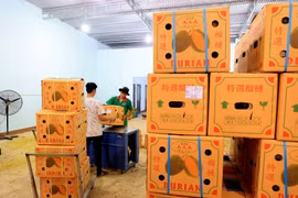 Đóng thùng sầu riêng xuất khẩu đi Trung Quốc. Ảnh: Hồng Đạt/TTXVN)