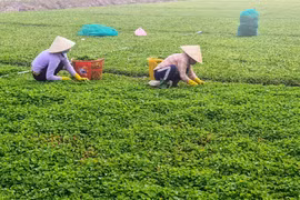 Mô hình trồng rau má giúp người nghèo xã Vĩnh Thanh, huyện Phước Long, tỉnh Bạc Liêu. (Ảnh: TTXVN phát)