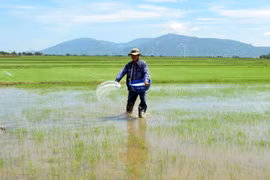 Nông dân ở xã Xuân Hải (Ninh Hải, Ninh Thuận) bón lót phân cho cây lúa sản xuất theo mô hình hữu cơ. (Ảnh: Công Thử/TTXVN)