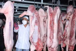 Kiểm định chất lượng gia súc sau khi giết mổ. (Nguồn: TTXVN) 