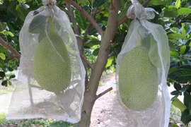 (Nguồn: TTXVN)