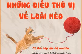 [Infographics] Những điều thú vị không phải ai cũng biết về loài mèo