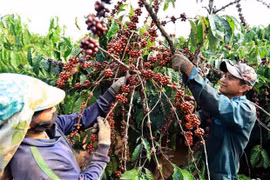 Thu hoạch càphê. (Ảnh: Vũ Sinh/TTXVN)