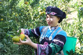Một phụ nữ dân tộc Bố Y trong trang phục truyền thống. (Ảnh: Quốc Khánh/TTXVN) 