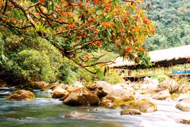 Tại suối nước Moọc, mỗi năm hoa Vàng Anh nở một lần và đẹp nhất là vào tháng 3. (Ảnh: TTXVN phát) 
