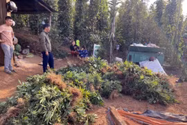 Tang vật vụ việc. (Ảnh: TTXVN phát)