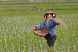 Chăm sóc lúa Xuân tại Hợp tác xã sản xuất nông nghiệp Đoàn Kết, xã Phương Tú, huyện Ứng Hòa, Hà Nội. (Ảnh: Hoàng Hiếu/TTXVN)