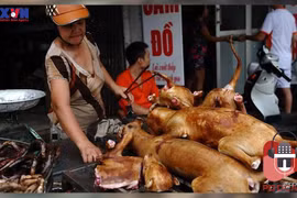 [Audio] Vẫn tiếp tục tranh cãi về chuyện ăn thịt chó tại Việt Nam