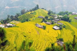  Bản Phùng với những thửa ruộng bậc thang vàng ươm khi vào mùa lúa chín từ lâu đã trở thành vẻ đẹp mang tính biểu tượng của huyện Hoàng Su Phì. (Ảnh: Trọng Đạt/TTXVN)