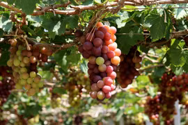 Giống nho đỏ Red Cardinal trồng theo tiêu chuẩn VietGAP tại Làng nho Thái An (xã Vĩnh Hải, huyện Ninh Hải). (Ảnh: Nguyễn Thành/TTXVN)