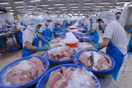 Chế biến thủy sản xuất khẩu. (Ảnh: Đức Duy/Vietnam+)