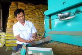 Anh Hồ Bá Phiêu kiểm tra công đoạn tách hạt lúa giống. (Ảnh: Thu Hiền/ TTXVN)