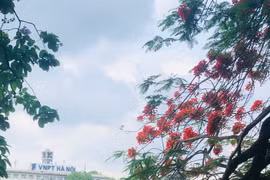 Tháng Năm rợp trời hoa phượng đỏ