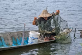 Nông dân xã Tây Yên, huyện An Biên, tỉnh Kiên Giang thu hoạch tôm sú trên vùng đất sản xuất 1vụ lúa 2 vụ tôm (Ảnh: Văn Sĩ/ TTXVN)